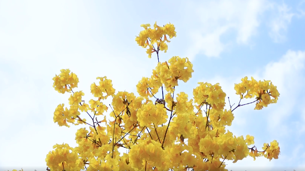 春雷，鳴響奮進(jìn)的號角